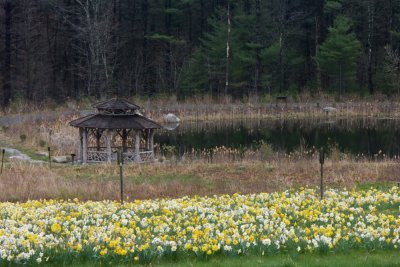 Daffodils by the pond