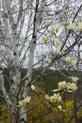Yellow magnolia and birch