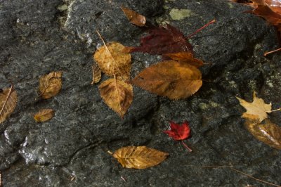Leaves on a wet rock