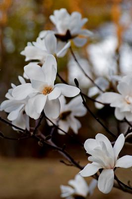 Magnolia