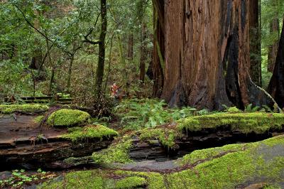Redwood giants