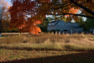 Red maple