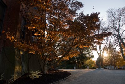Sunlit tree on the terrace