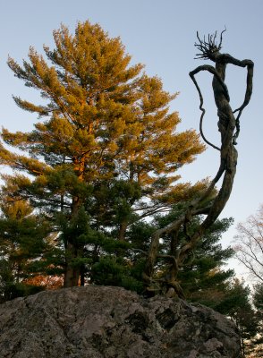 Venusvine by Richard Rosenblum