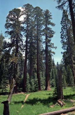 Sequoia in the upper meadows