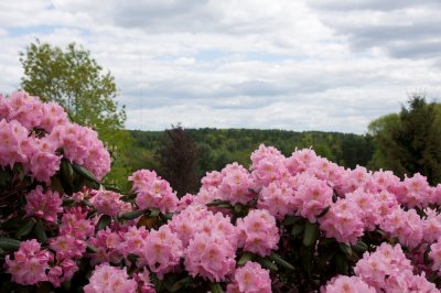 Pretty in pink