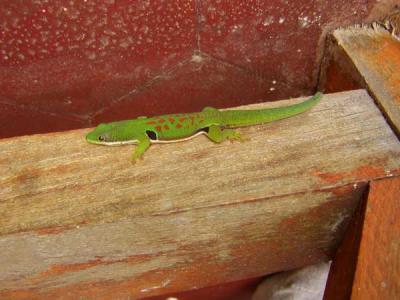 g3/12/30912/3/52639461.housegecko.jpg
