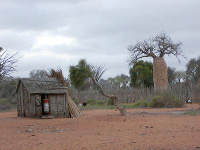 g3/12/30912/3/53786575.pbbaobabandhut.jpg