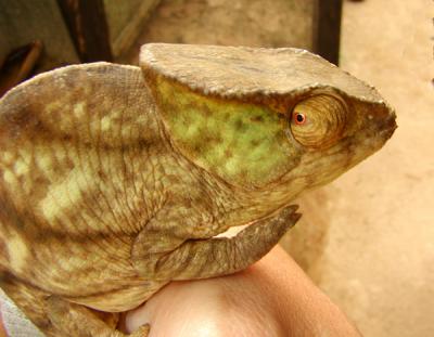 Chameleon watching his backside