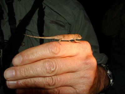 Nose-horned chameleon on Dave's hand