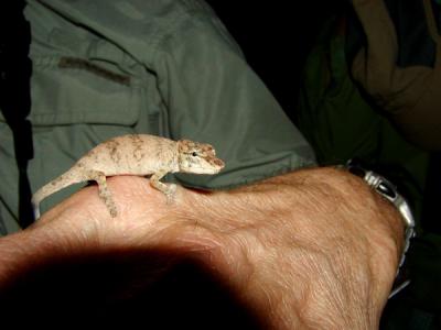 Nose-horned chameleon on Dave's hand