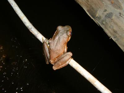 Buphus tephraeomystax, aka a brown frog
