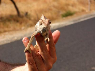g3/12/30912/3/53786721.pbcockeyedbrownchameleon.jpg