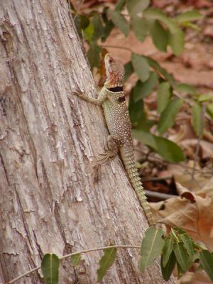 Double banded iguanid