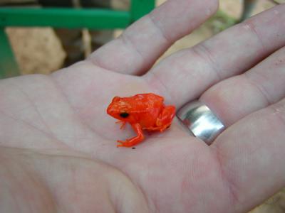 Golden Mantella Frog