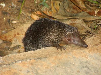 Greater Hedgehog tenrek