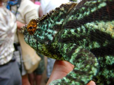 Labord's chameleon