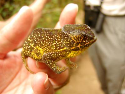 A little green chameleon