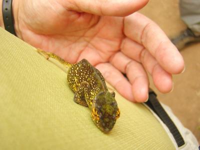 A little green chameleon on Marsha's shirt