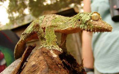 Leaf-tailed gecko