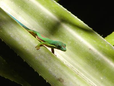 g3/12/30912/3/53790864.pblineateddaygecko1.jpg