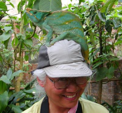 A very heavy Parson's chameleon on Marsha's head