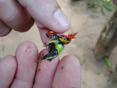 Painted frog