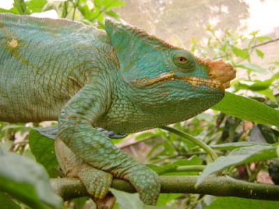 Chameleons