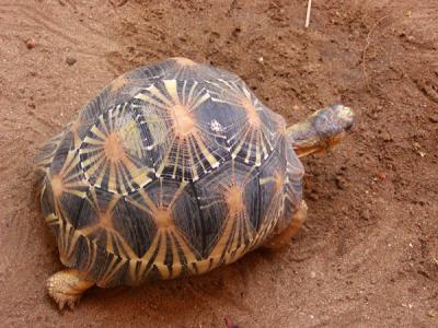 Radiated tortoise