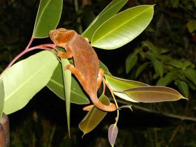 An orange-colored chameleon...a young Parson's?