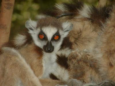 Ring-tailed lemur baby