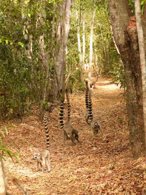 Ring-tailed lemurs following us