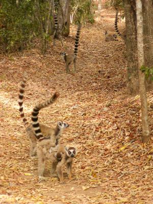 Ring-tailed lemurs still following us