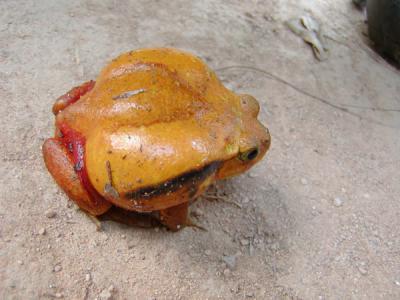 Tomato frog