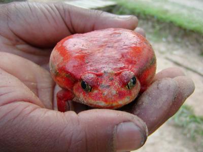 Frogs