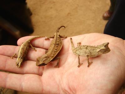 Three brookesia chameleons...this is the family of the smallest known chameleon