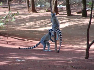 Ring-tailed lemurs