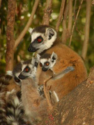 Ring-tailed lemurs - 3 sizes