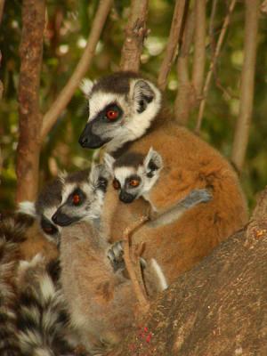 Ring-tailed lemurs - 3 sizes