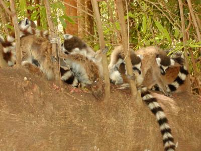 Ring-tailed lemurs sleeping