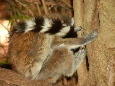Ring-tailed lemur braced and sleeping