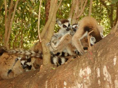 Ring-tailed lemur family