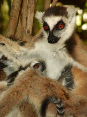 Ring-tailed lemur and baby