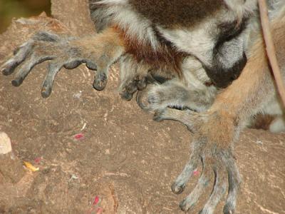 Ring-tailed lemur hands - definitely a primate!