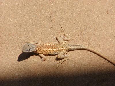 Three eyed lizard