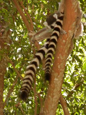 Ring-tailed lemurs sleeping