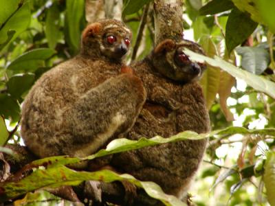Other Lemurs
