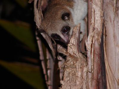 Greater dwarf lemur