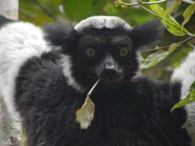 Indri
