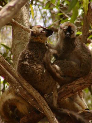 g3/12/30912/3/54308070.redfrontedbrownlemur2.jpg